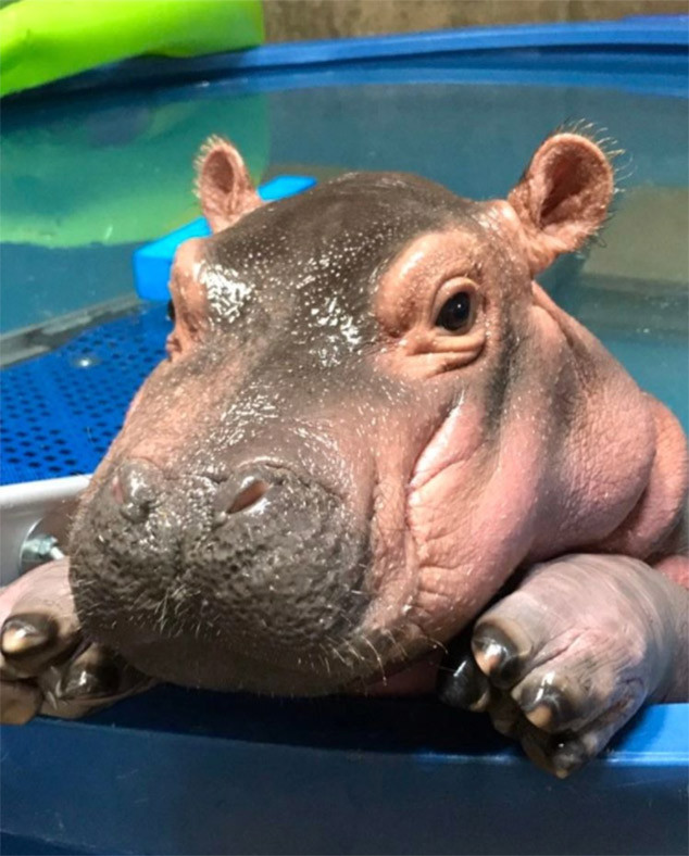 Cincinnati Zoos Cute Baby Hippo Takes A Nap In The Shower E News Cincinnati Zoos Cute Baby Hippo Takes A Nap In The Shower E News